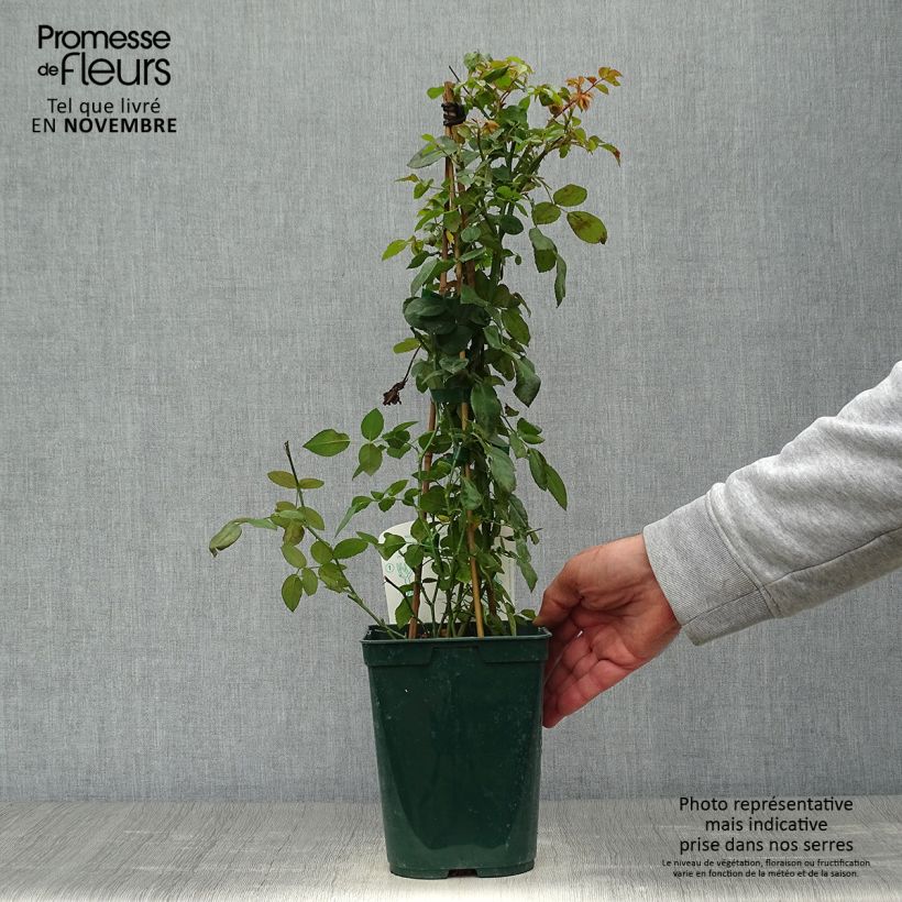 Exemplaar van Rosier grimpant Starlet Rose Natalie Pot de 3L/4L zoals geleverd in de herfst