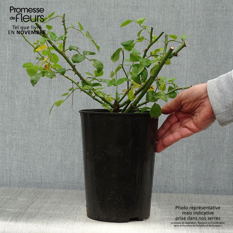 Exemplaar van Rosa New Dawn - Klimroos Pot van 4 l/5 l zoals geleverd in de herfst