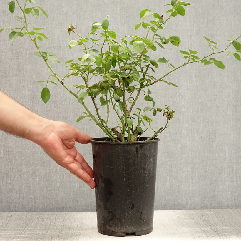 Exemplaar van Rosa New Dawn - Klimroos Pot van 4 l/5 l zoals geleverd in de zomer