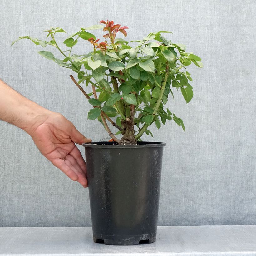 Exemplaar van Rosa Oriental Peace - Klimroos Pot van 4 l/5 l zoals geleverd in de zomer