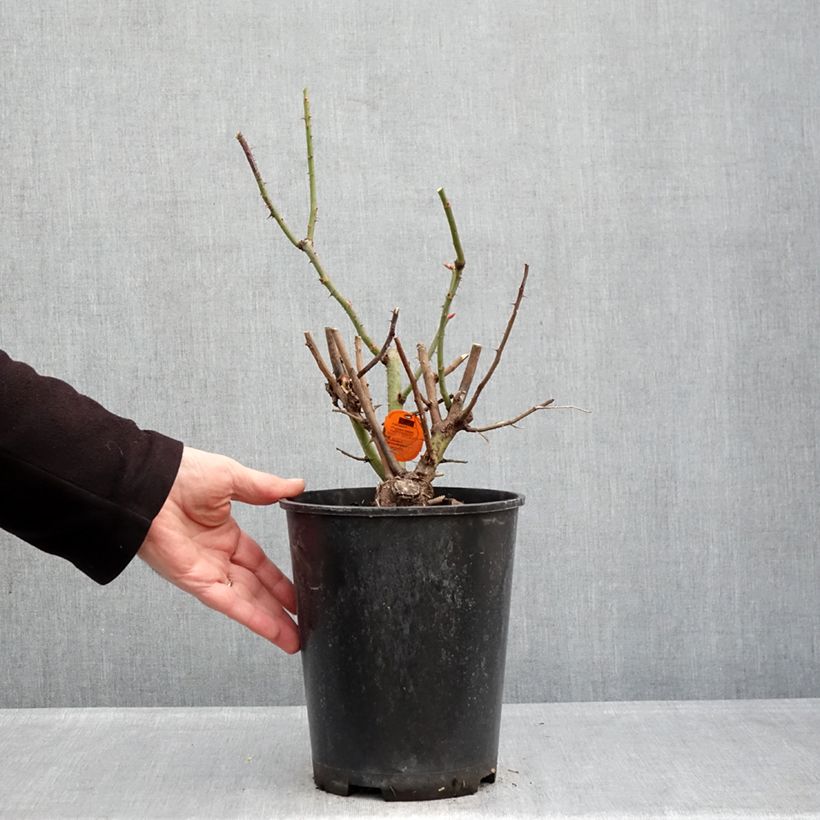 Exemplaar van Rosa Oriental Peace - Klimroos Pot van 4 l/5 l zoals geleverd in de winter