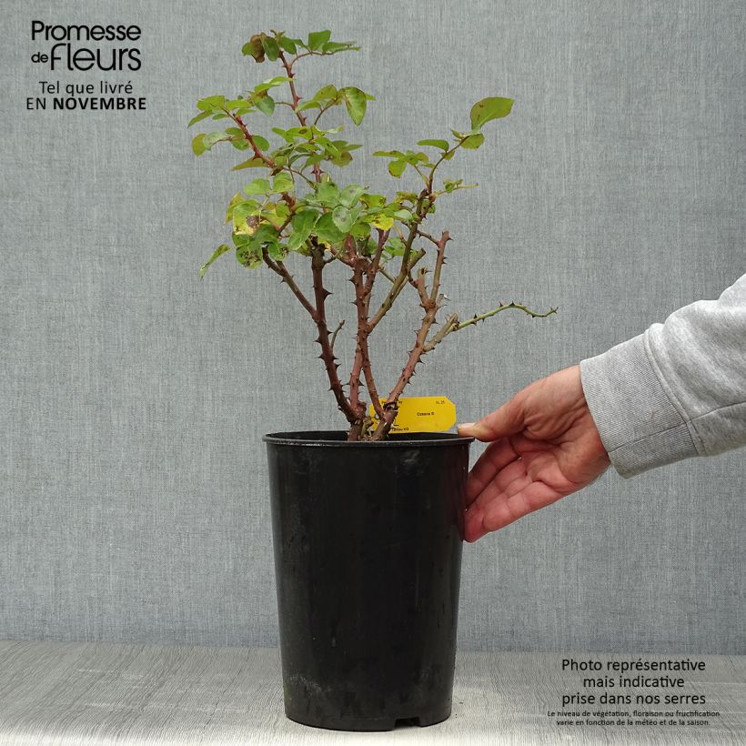 Exemplaar van Rosa Ozeana - Klimroos Pot van 4 l/5 l zoals geleverd in de herfst