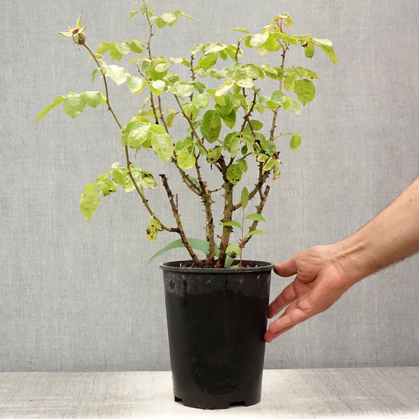 Exemplaar van Rosa Ozeana - Klimroos Pot van 4 l/5 l zoals geleverd in de zomer