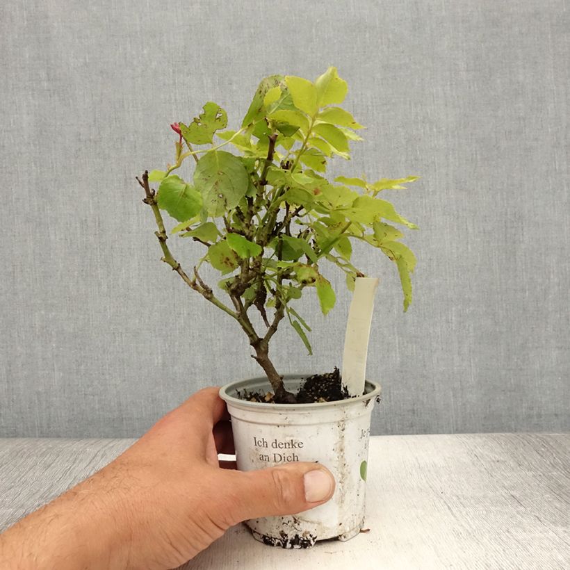Exemplaar van Rosa White Eden Rose - Klimroos Pot van 10 cm/11 cm zoals geleverd in de zomer
