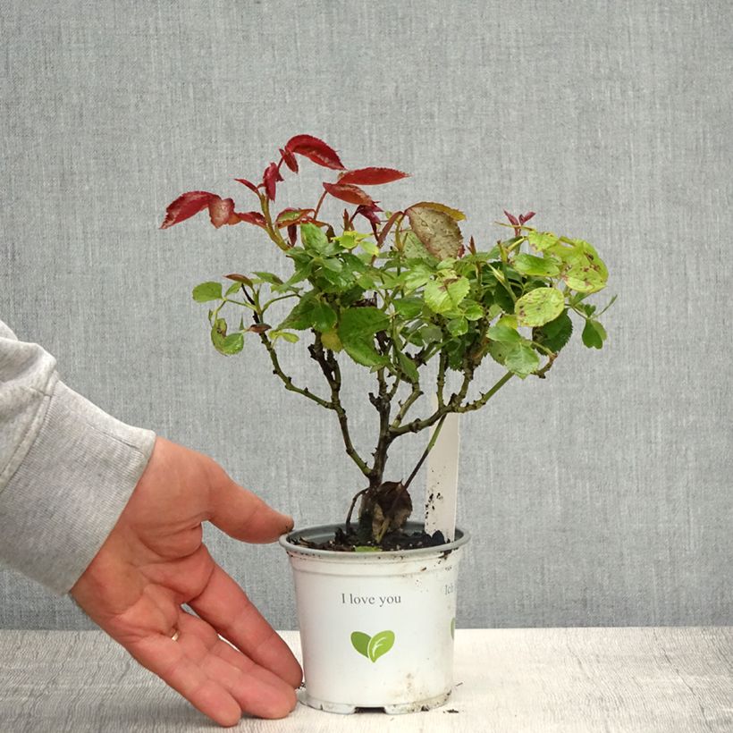 Exemplaar van Rosa White Eden Rose - Klimroos Pot van 10 cm/11 cm zoals geleverd in de lente