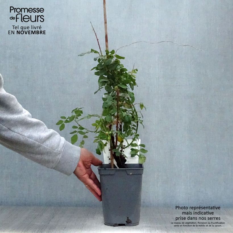 Exemplaar van Rosa Papi Delbard - Doorbloeiende Klimroos Pot van 3 l/4 l zoals geleverd in de herfst
