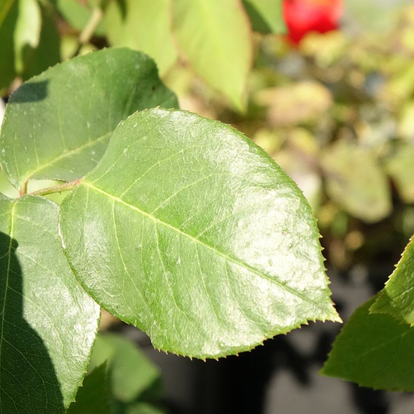 Rosa Paul's Lemon Pillar - Grootbloemige Klimroos (Blad)