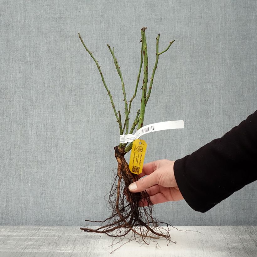 Exemplaar van Rosa Peach Melba - Klimroos Naakte wortel zoals geleverd in de winter