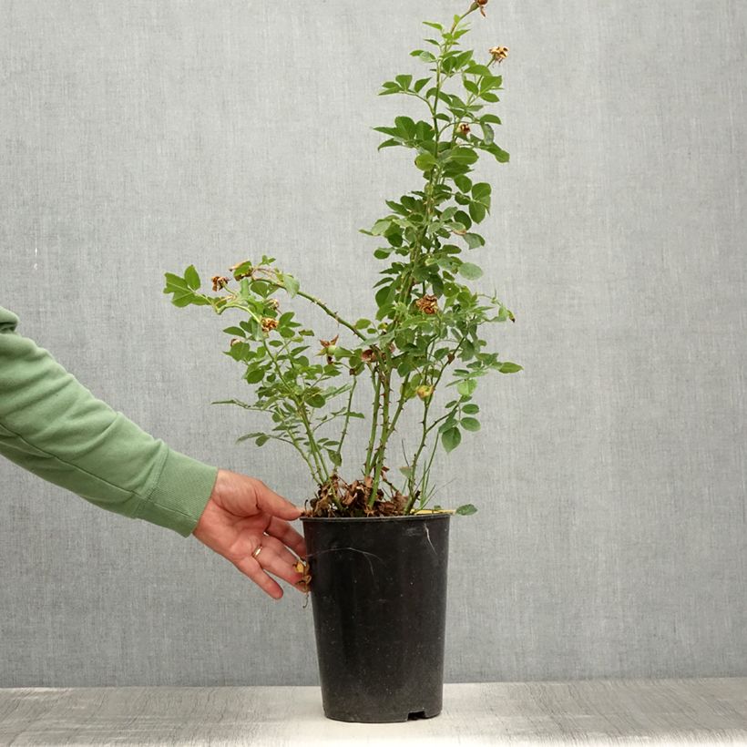 Exemplaar van Rosa Peach Melba - Klimroos Pot van 4 l/5 l zoals geleverd in de zomer