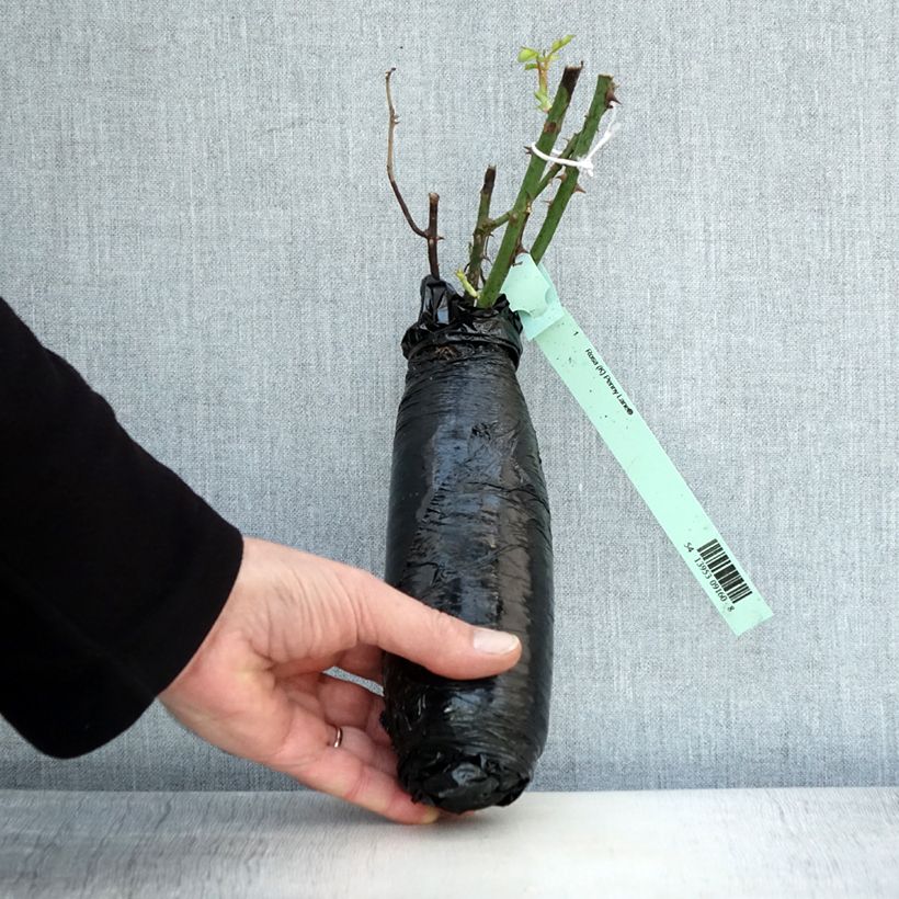 Example of Rosier grimpant Penny Lane In kluit as you get in hiver