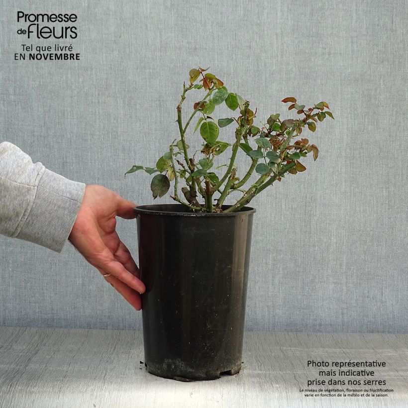 Exemplaar van Rosa Penny Lane - Grootbloemige Klimroos Pot van 4 l/5 l zoals geleverd in de herfst