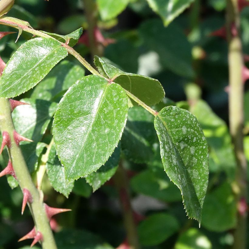 Rosa Penny Lane - Grootbloemige Klimroos (Blad)