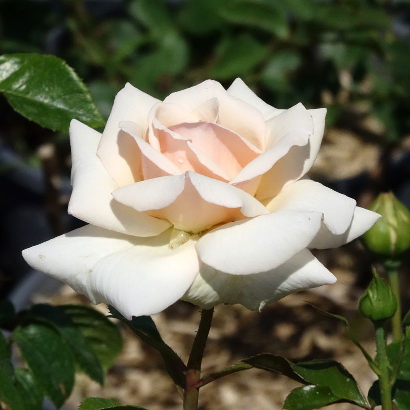 Rosa Penny Lane - Grootbloemige Klimroos (Bloei)