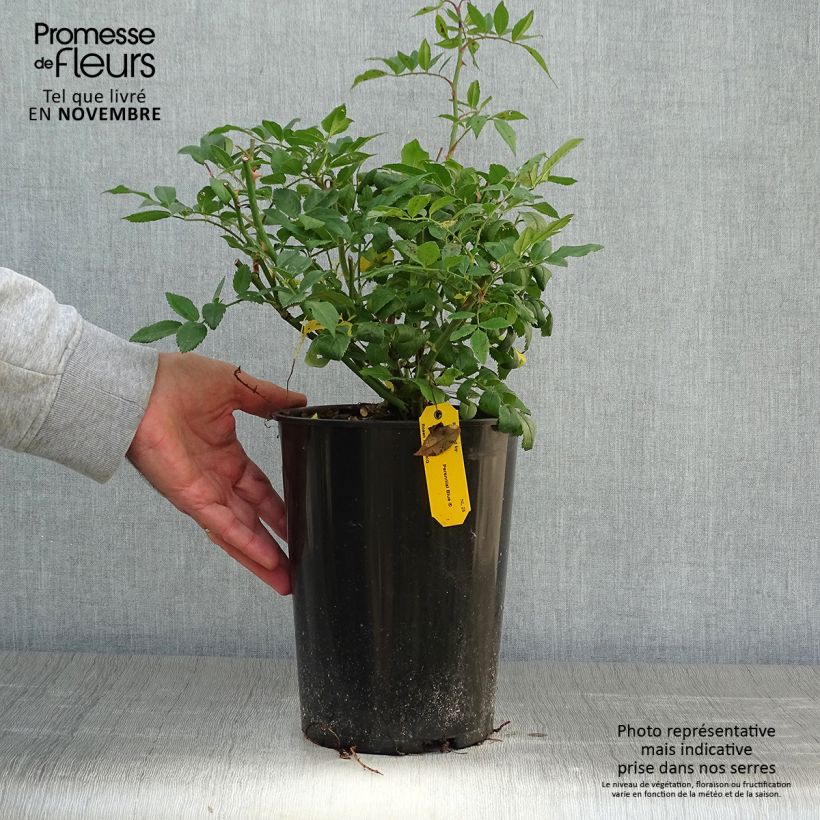 Exemplaar van Rosa Perennial Blue - Klimroos Pot van 4 l/5 l zoals geleverd in de herfst