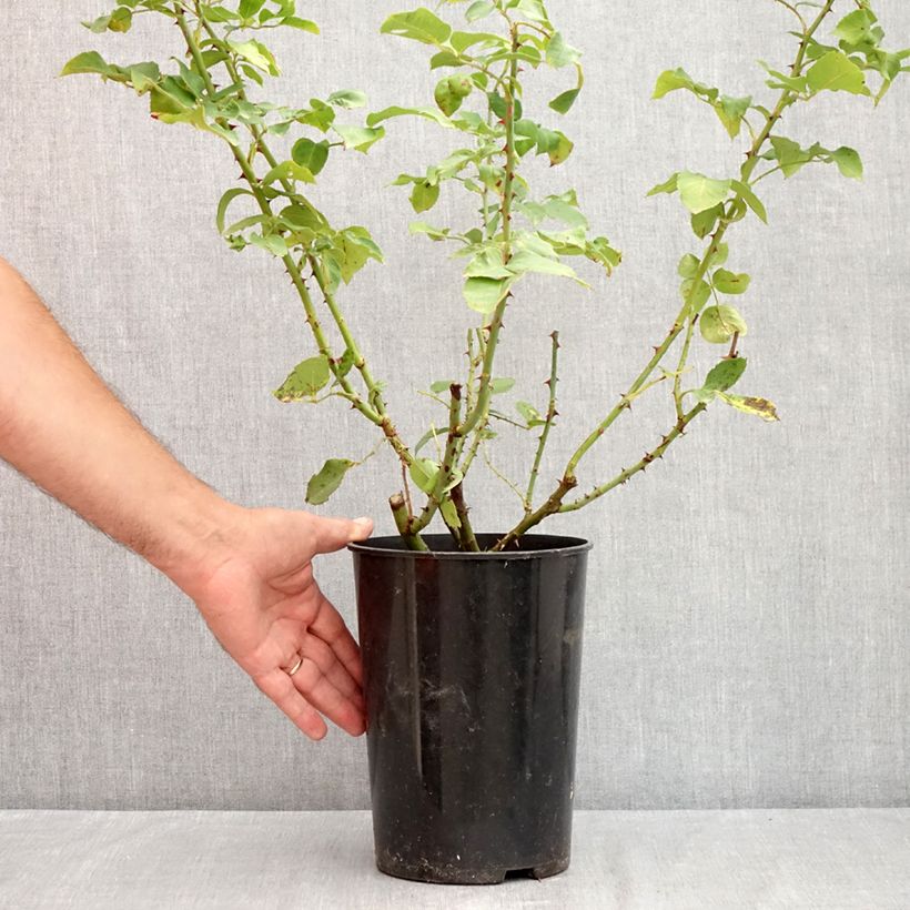 Exemplaar van Rosa Pink Cloud - Grootbloemige klimroos Pot van 4 l/5 l zoals geleverd in de zomer