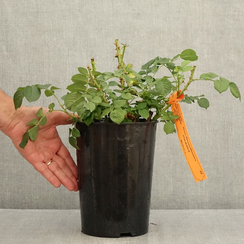 Exemplaar van Rosa Polka - Grootbloemige Klimroos Pot van 4 l/5 l zoals geleverd in de zomer