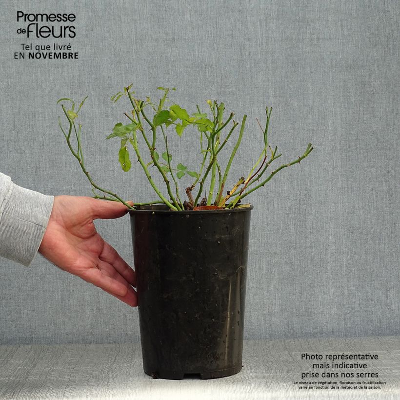 Exemplaar van Rosa Rambling Rosie - Klimroos Pot van 4 l/5 l zoals geleverd in de herfst