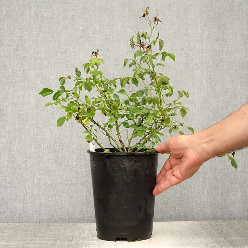 Exemplaar van Rosa Rambling Rosie - Klimroos Pot van 4 l/5 l zoals geleverd in de zomer