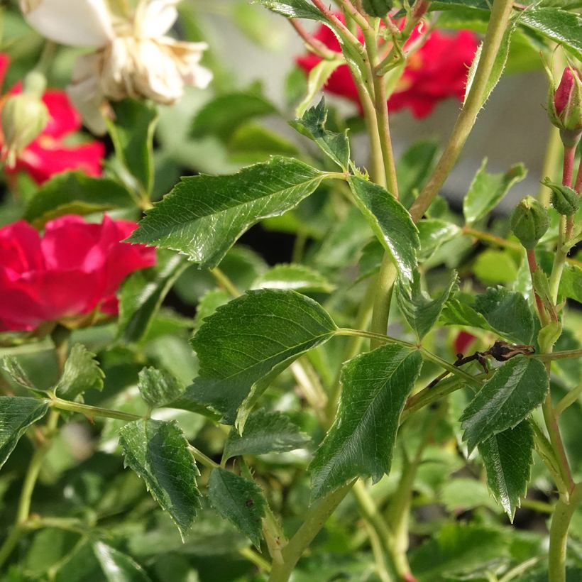 Rosa Rambling Rosie - Klimroos (Blad)