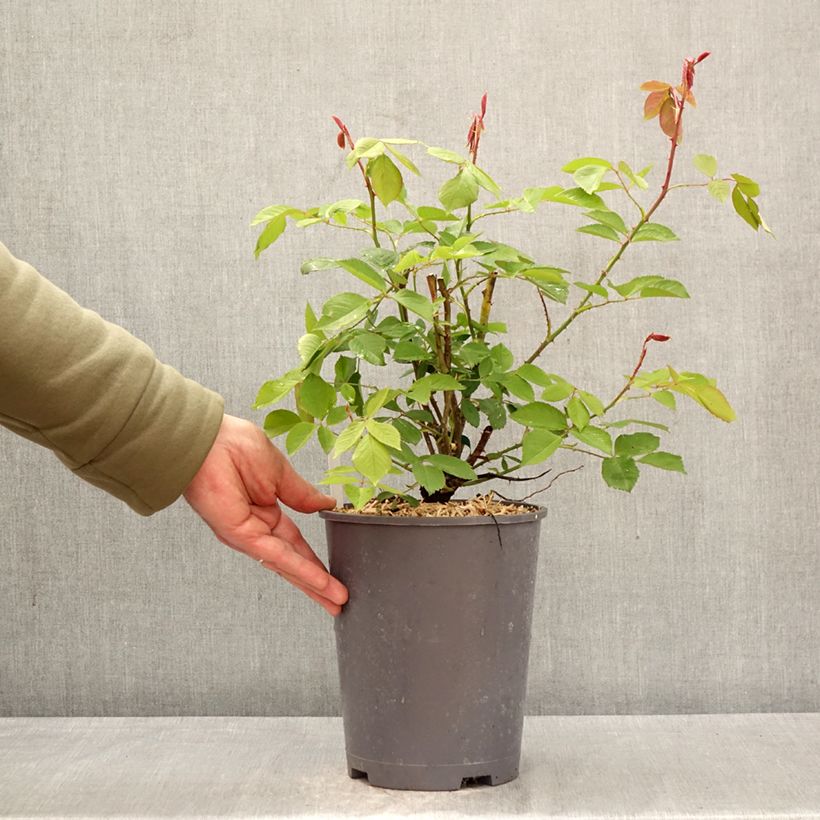 Exemplaar van Rosa King of Siam - Grootbloemige Klimroos Pot van 4 l/5 l zoals geleverd in de lente