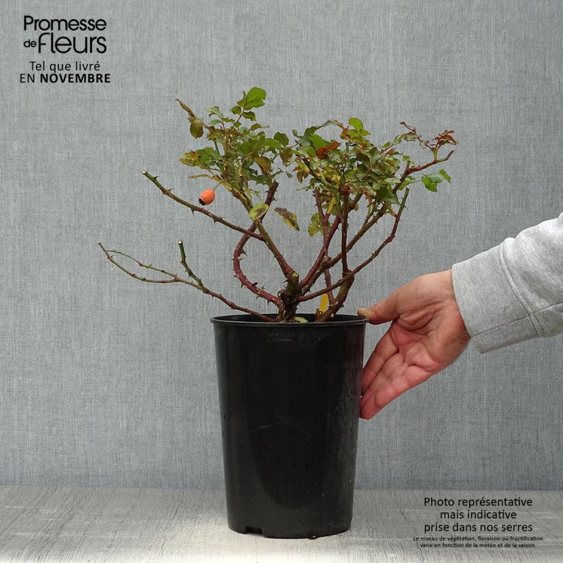 Exemplaar van Rosa Rosarium Uetersen - Klimroos Pot van 4 l/5 l zoals geleverd in de herfst