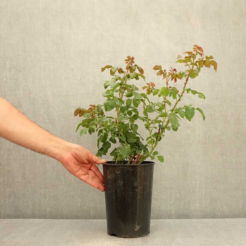 Exemplaar van Rosa Rose de Tolbiac - Klimroos Pot van 4 l/5 l zoals geleverd in de zomer