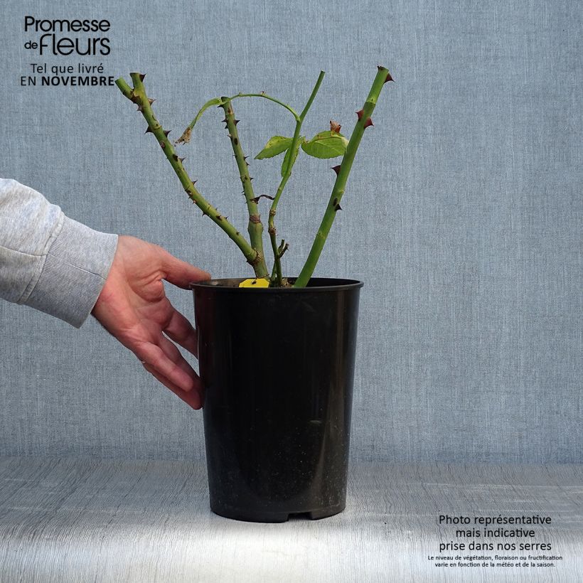 Exemplaar van Rosa Schneewalzer - Grootbloemige Klimroos Pot van 4 l/5 l zoals geleverd in de herfst