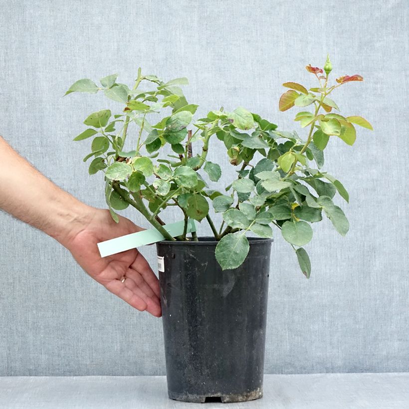 Exemplaar van Rosa Schneewalzer - Grootbloemige Klimroos Pot van 4 l/5 l zoals geleverd in de zomer
