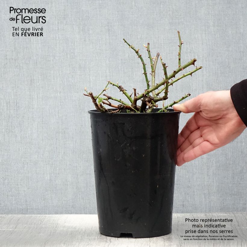 Example of Rosier grimpant Seagull Pot van 4 l/5 l as you get in hiver