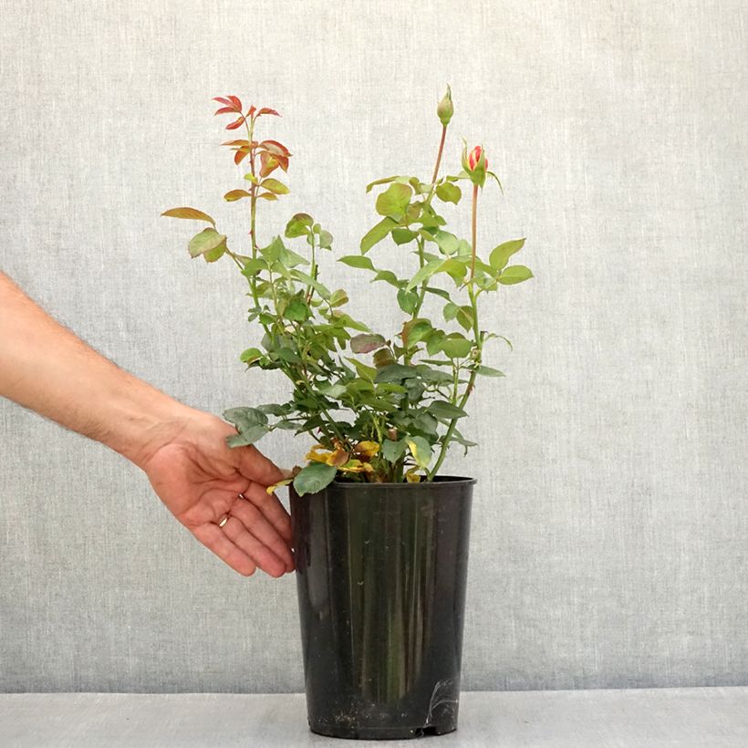 Exemplaar van Rosa Shining Beauty - Grootbloemige Klimroos Pot van 4 l/5 l zoals geleverd in de zomer