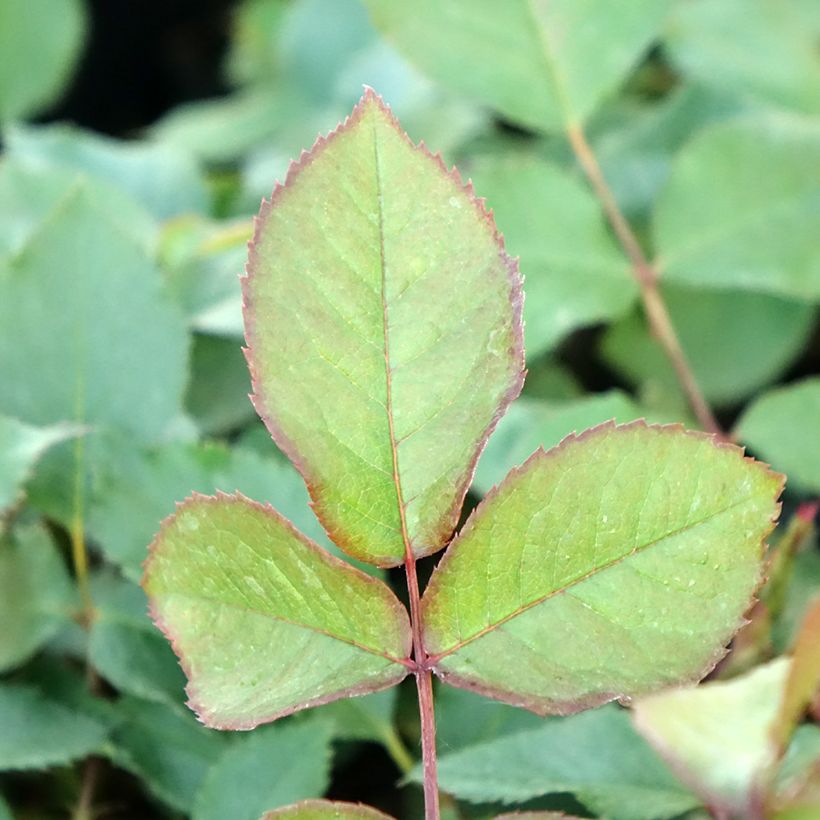 Rosa Shining Beauty - Grootbloemige Klimroos (Blad)