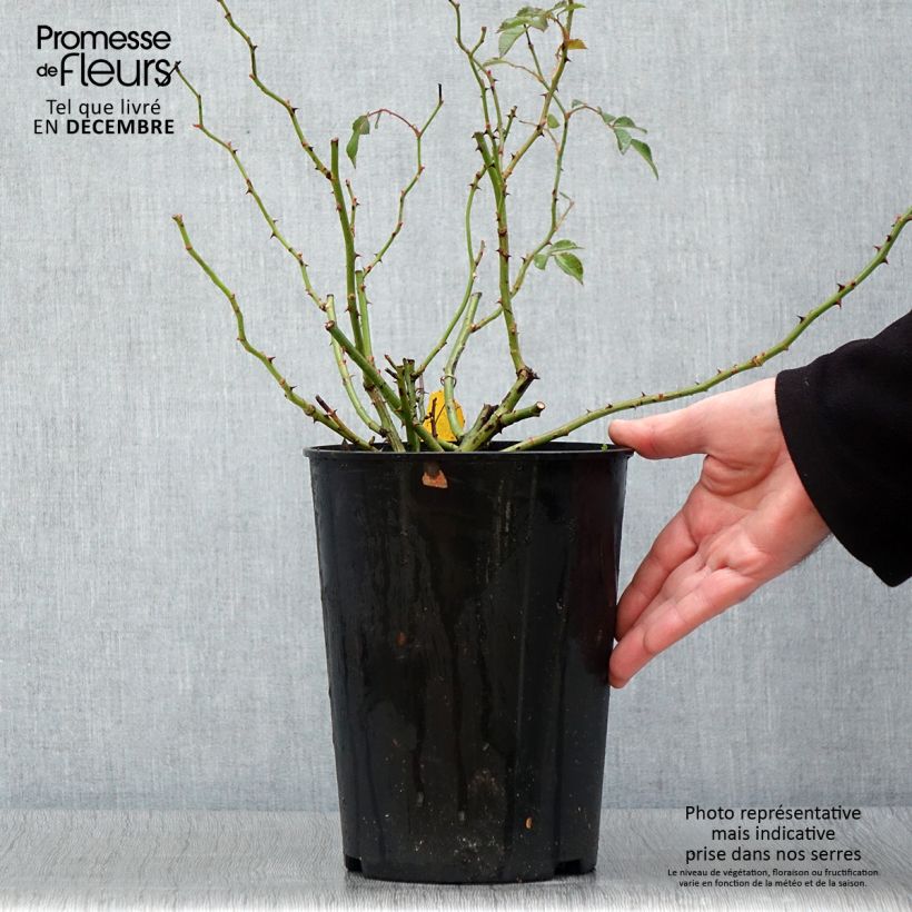Exemplaar van Rosa Crimson Siluetta - Klimroos Pot van 4 l/5 l zoals geleverd in de herfst
