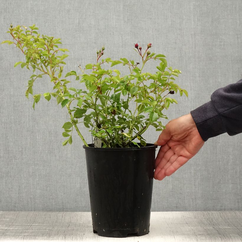 Exemplaar van Rosa Crimson Siluetta - Klimroos Pot van 4 l/5 l zoals geleverd in de zomer