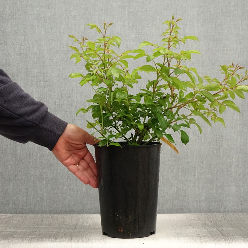 Exemplaar van Rosa Lavender Siluetta - Klimroos Pot van 4 l/5 l zoals geleverd in de zomer