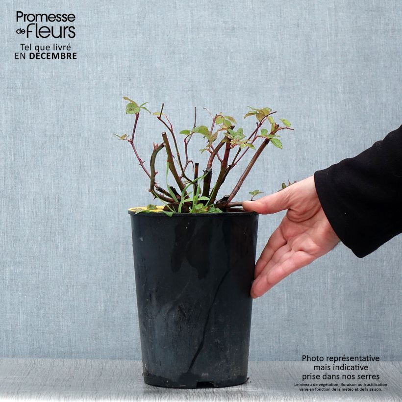 Exemplaar van Rosa Romantic Siluetta - Klimroos Pot van 4 l/5 l zoals geleverd in de herfst