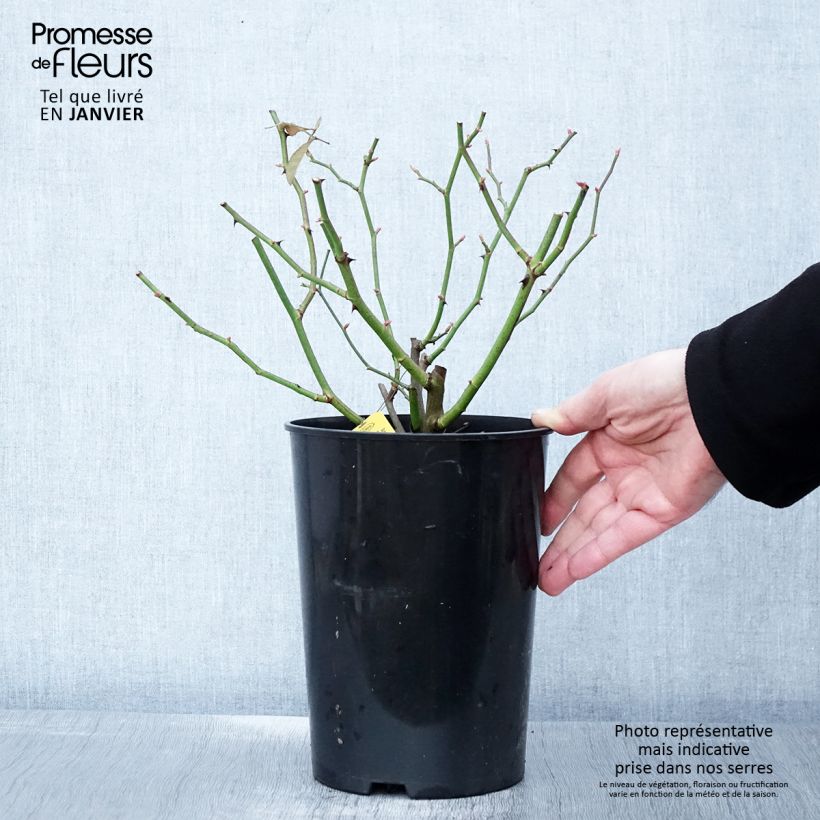 Example of Rosier grimpant Siluetta Sunny Pot van 4 l/5 l as you get in hiver