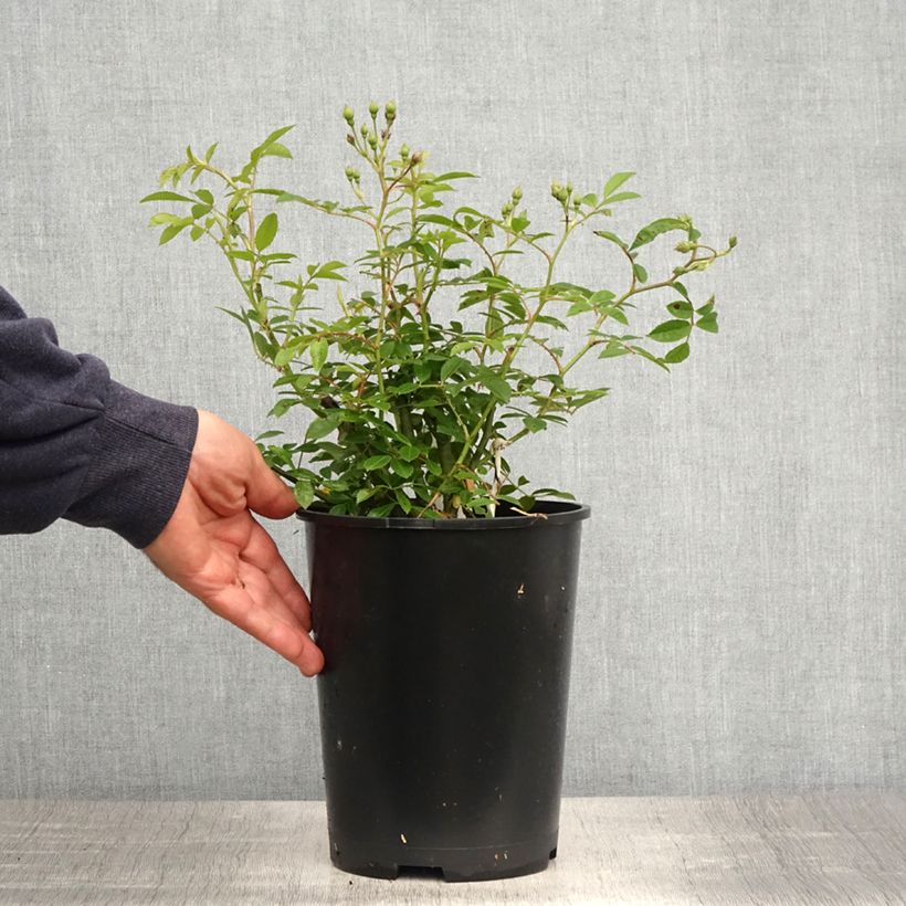 Exemplaar van Rosa Sunny Siluetta - Klimroos Pot van 4 l/5 l zoals geleverd in de lente