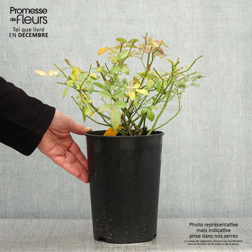 Exemplaar van Rosier grimpant Siluetta Sweet Pot de 4L/5L zoals geleverd in de herfst