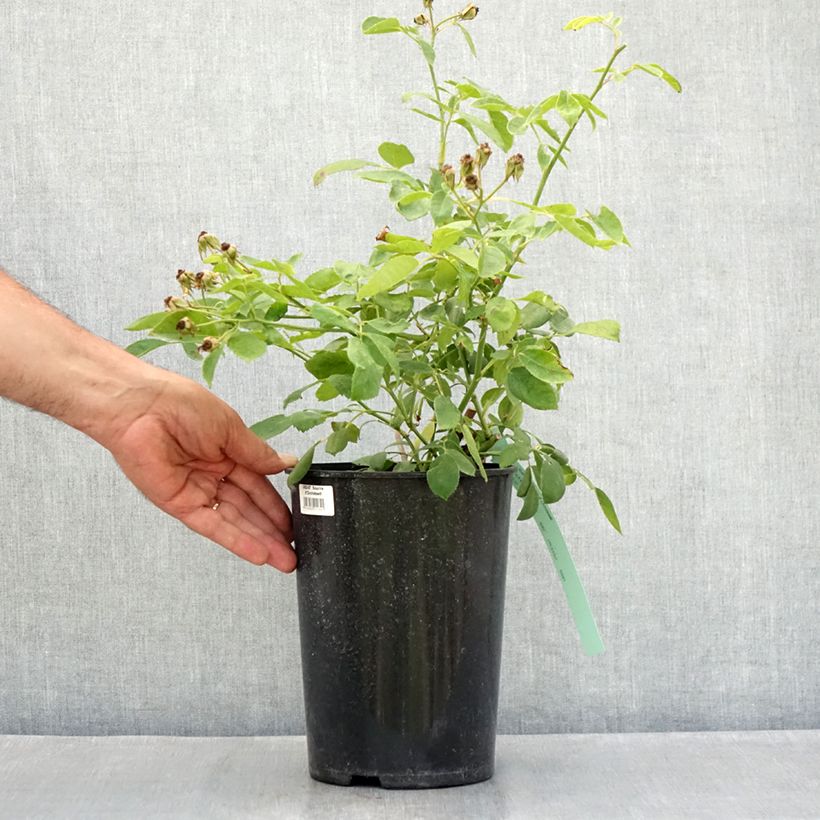 Exemplaar van Rosa Sourire d'Orchidée - Klimroos Pot van 4 l/5 l zoals geleverd in de zomer