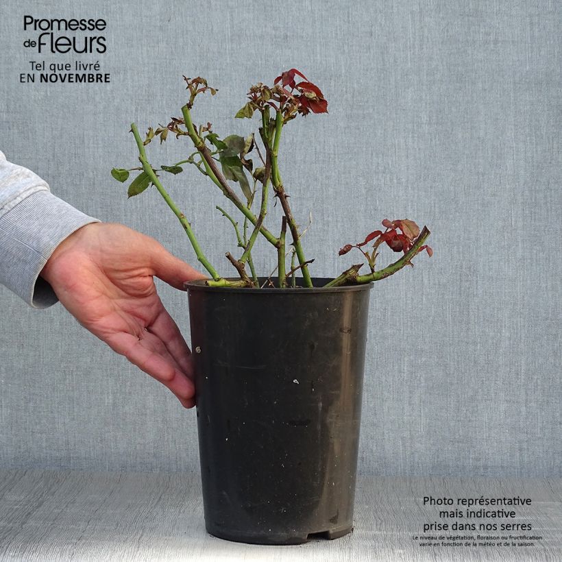 Exemplaar van Rosa Naheglut - Klimroos Pot van 4 l/5 l zoals geleverd in de herfst