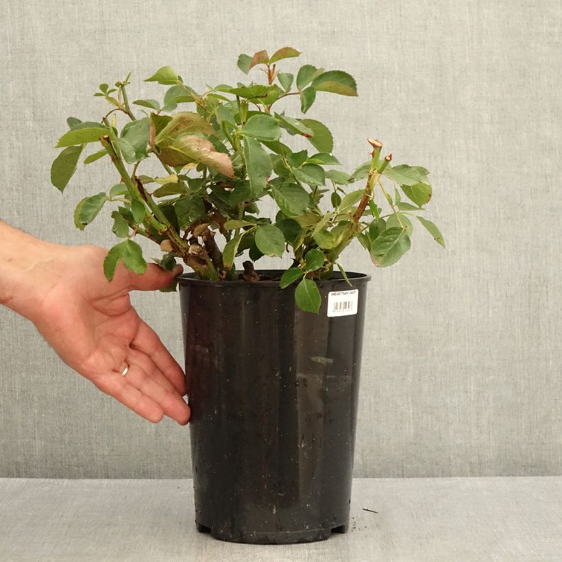 Exemplaar van Rosa Naheglut - Klimroos Pot van 4 l/5 l zoals geleverd in de zomer