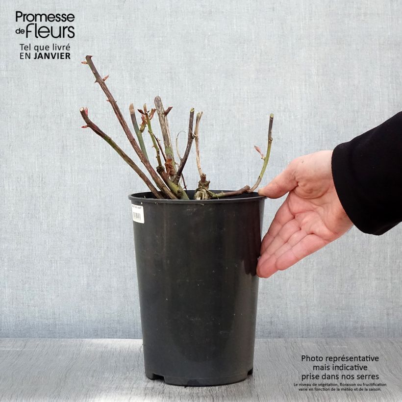 Example of Rosier grimpant That's Jazz Pot van 4 l/5 l as you get in hiver