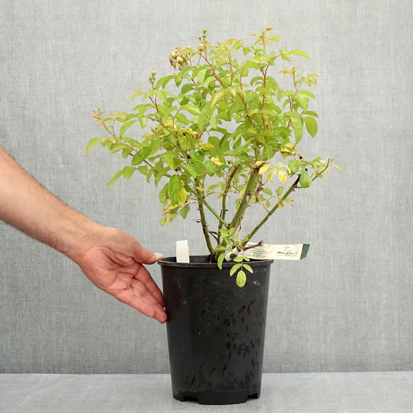 Exemplaar van Rosa Trier - Klimroos Pot van 4 l/5 l zoals geleverd in de zomer