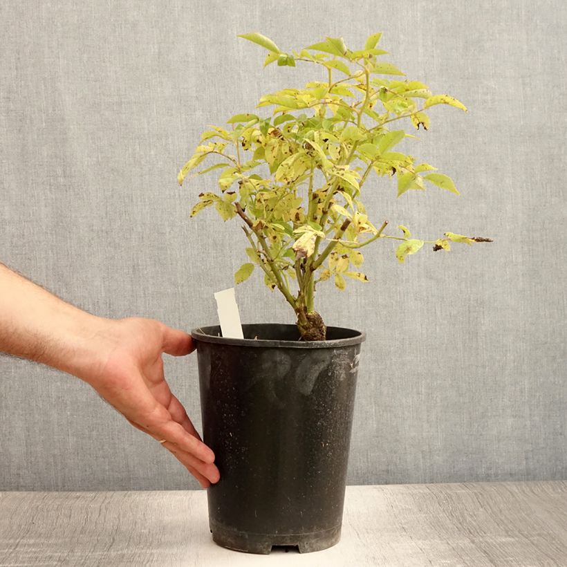 Exemplaar van Rosa Veilchenblau - Klimroos Pot van 4 l/5 l zoals geleverd in de zomer