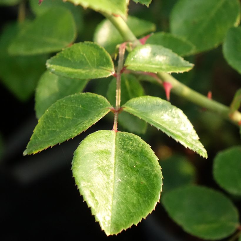 Rosa White New Dawn - Doorbloeiende klimroos (Blad)
