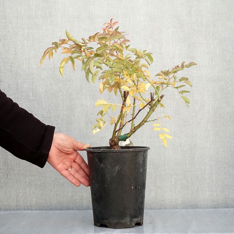 Exemplaar van Rosa Wilderode - Klimroos Pot van 4 l/5 l zoals geleverd in de herfst