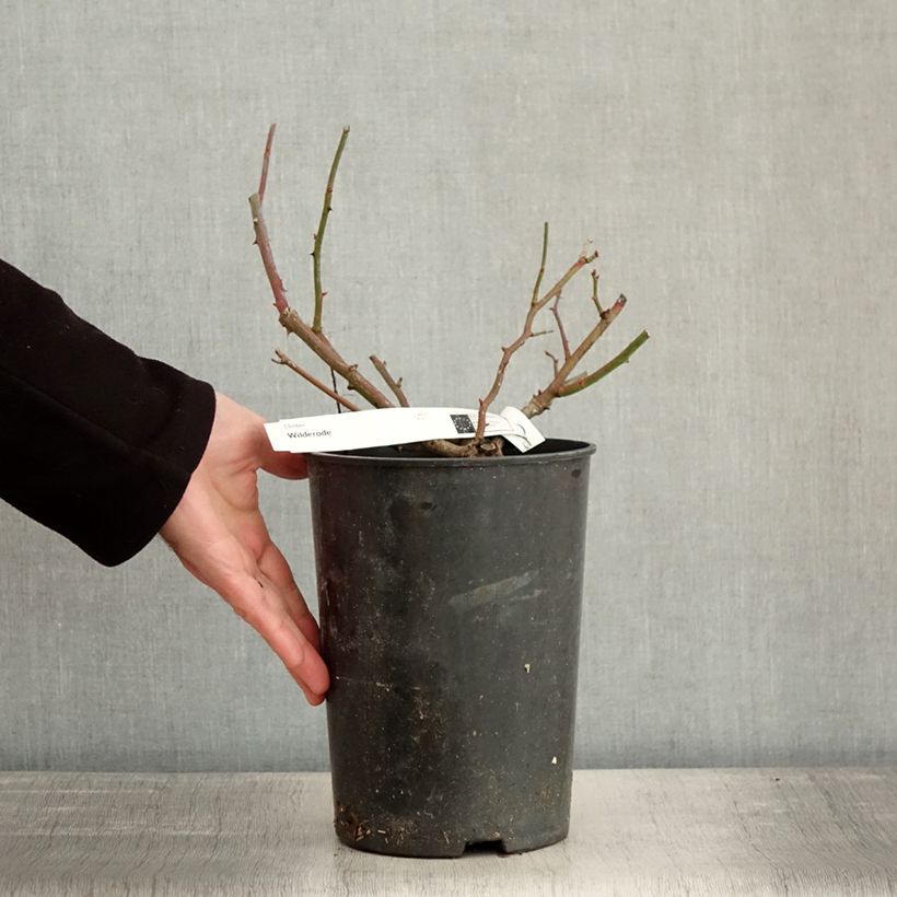 Example of Rosa Wilderode - Klimroos Pot van 4 l/5 l as you get in hiver