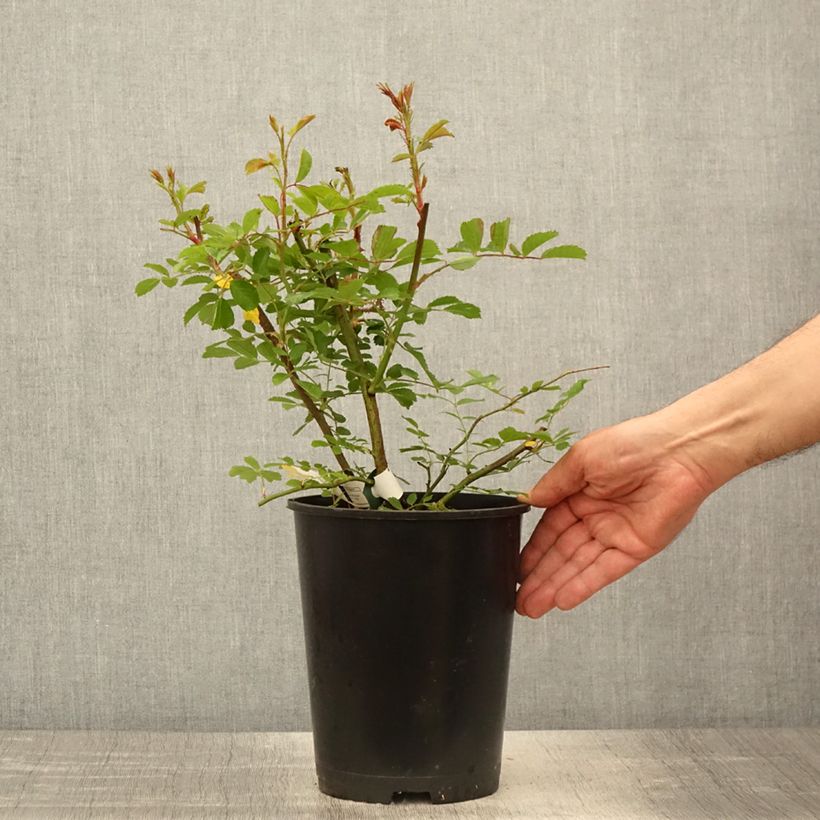 Exemplaar van Rosa Wilderode - Klimroos Pot van 4 l/5 l zoals geleverd in de lente