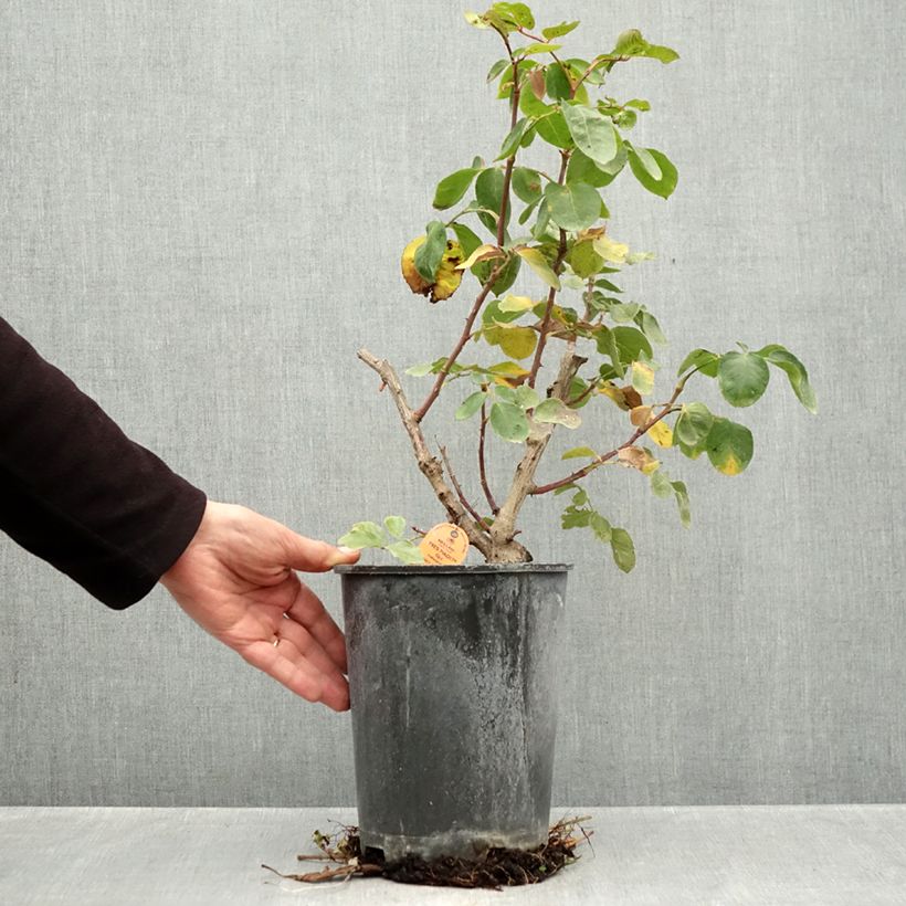 Exemplaar van Rosa Yves Piaget - Klimroos Pot van 4 l/5 l zoals geleverd in de herfst