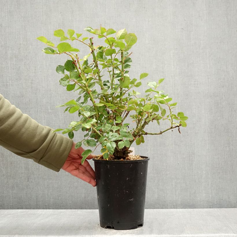 Exemplaar van Rosa Zephyr - Doorbloeiende Klimroos Pot van 4 l/5 l zoals geleverd in de lente